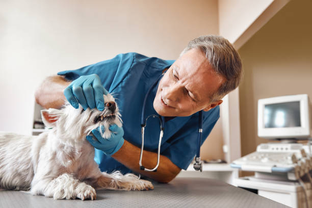 Best Walk-In Emergency Dental Services in Friona, TX
